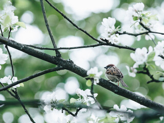 沈烨苏卿卿窦姿若是什么小说
